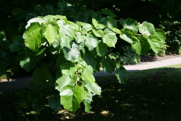 Baum-Hasel - Türkische Hasel - Corylus colurna 60-80 cm, Heister im 5-Liter Container
