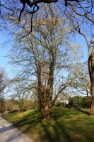 Baum-Hasel - Türkische Hasel - Corylus colurna 60-80 cm, Heister im 5-Liter Container