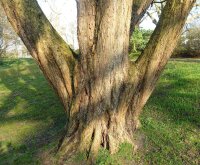 Baum-Hasel - Türkische Hasel - Corylus colurna 60-80 cm, Heister im 5-Liter Container