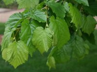 Baum-Hasel - Türkische Hasel - Corylus colurna 60-80 cm, Heister im 5-Liter Container