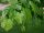 Baum-Hasel - Türkische Hasel - Corylus colurna 60-80 cm, Heister im 5-Liter Container