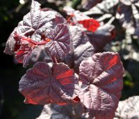 Rotblättrige-Korkenzieher-Haselnuss - Corylus maxima...