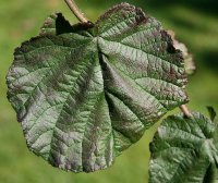 Rotblättrige-Korkenzieher-Haselnuss - Corylus maxima Red Majestic