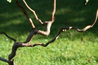 Rotblättrige-Korkenzieher-Haselnuss - Corylus maxima Red Majestic  40-60 cm, Strauch im 5-Liter Container