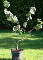 Rotblättrige-Korkenzieher-Haselnuss - Corylus maxima Red Majestic  60-80 cm, Strauch im 5-Liter Container