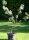 Rotblättrige-Korkenzieher-Haselnuss - Corylus maxima Red Majestic  60-80 cm, Strauch im 5-Liter Container