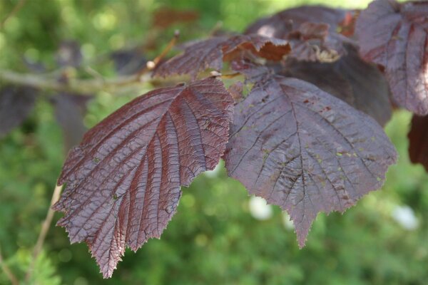 Bluthasel - Corylus maxima Purpurea 80-100 cm, Strauch im 7,5-Liter Container