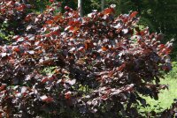 Bluthasel - Corylus maxima Purpurea 80-100 cm, Strauch im 7,5-Liter Container