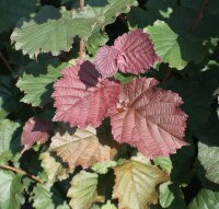Bluthasel - Corylus maxima Purpurea 80-100 cm, Strauch im 7,5-Liter Container