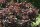 Bluthasel - Corylus maxima Purpurea 80-100 cm, Strauch im 7,5-Liter Container