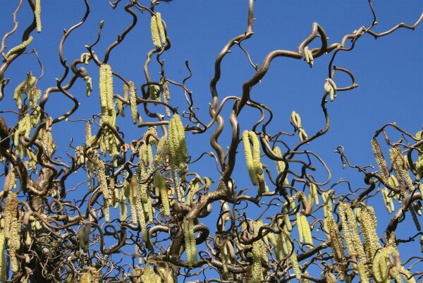 Korkenzieher-Haselnuss Corylus avellana Contorta  Stämmchen, Stammhöhe 80 cm, Zierstamm im 5-Liter Container