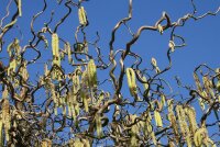 Korkenzieher-Haselnuss Corylus avellana Contorta...
