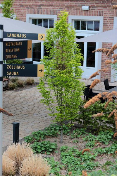 Pyramiden-Hainbuche - Carpinus betulus Fastigiata
