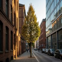 Pyramiden-Hainbuche - Carpinus betulus Fastigiata
