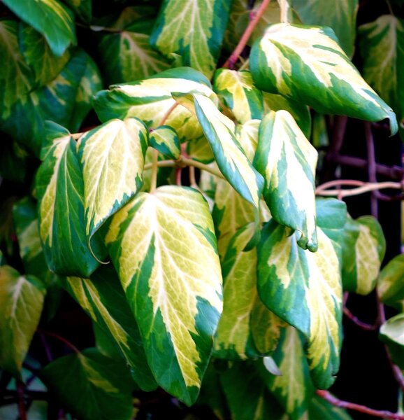 efeutute schlapp Efeutute Scindapsus Pictus Trebie, Aureum, N'joy, Marble Queen – vielgrün main image 1