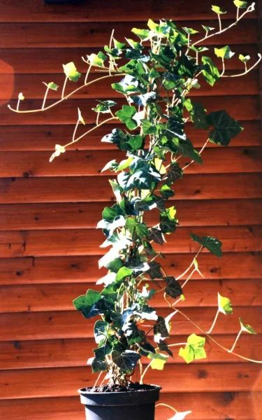 Gemeiner Efeu Hedera helix 60-100 cm, Kletterpflanze im 2-Liter Container