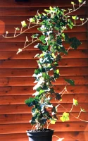 Gemeiner Efeu Hedera helix 60-100 cm, Kletterpflanze im...