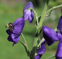 Eisenhut -  Aconithum carmichaelii  Arendsii’...