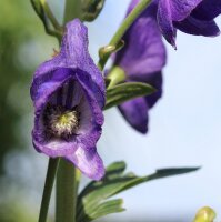 Eisenhut -  Aconithum carmichaelii  Arendsii’ Staude im 1-Liter Topf