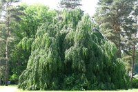 Hängebuche - Fußveredelung - Fagus sylvatica...