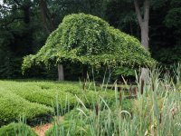 Hänge-Hainbuche - Carpinus betulus Pendula