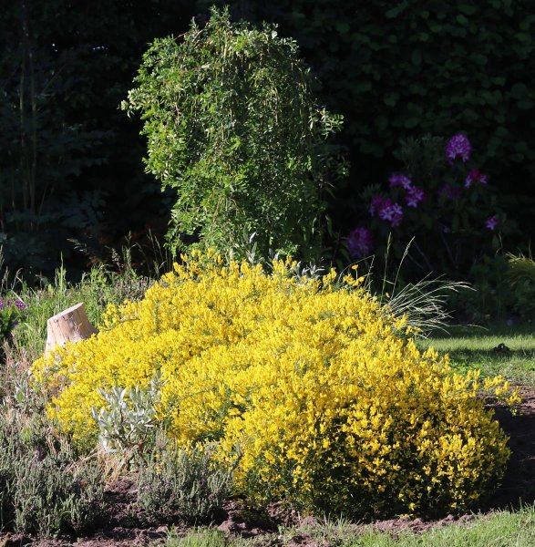 Lydischer Ginster - Genista lydia 20-30 cm, im 2-Liter Topf