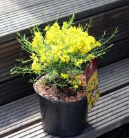 Lydischer Ginster - Genista lydia 20-30 cm, im 2-Liter Topf