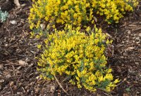 Lydischer Ginster - Genista lydia 20-30 cm, im 2-Liter Topf