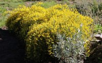 Lydischer Ginster - Genista lydia 20-30 cm, im 2-Liter Topf