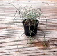 Lydischer Ginster - Genista lydia 20-30 cm, im 2-Liter Topf