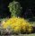 Lydischer Ginster - Genista lydia 20-30 cm, im 2-Liter Topf