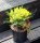 Lydischer Ginster - Genista lydia 20-30 cm, im 2-Liter Topf