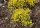 Lydischer Ginster - Genista lydia 20-30 cm, im 2-Liter Topf