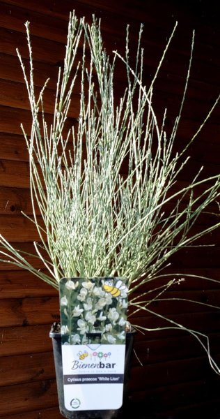 Elfenbeinginster - Ginster - Cytisus praecox White Lion