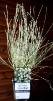 Elfenbeinginster - Ginster - Cytisus praecox White Lion