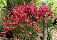 Ginster - Edelginster Boskoop Ruby Cytisus scoparius...