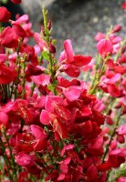 Ginster - Edelginster Boskoop Ruby Cytisus scoparius...