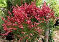 Ginster - Edelginster Boskoop Ruby Cytisus scoparius...