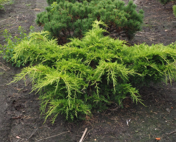 Kriechwacholder - Teppichwacholder - Juniperus communis Green Carpet