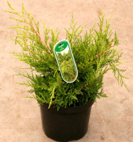 Kriechwacholder - Teppichwacholder - Juniperus communis...