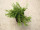 Kriechwacholder - Teppichwacholder - Juniperus communis Green Carpet