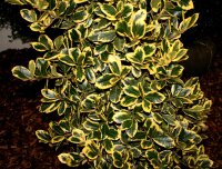 Großblättriger Ilex Golden King Ilex altaclerensis  Golden King 30-40 cm, Strauch im Container oder balliert