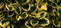 Großblättriger Ilex Golden King Ilex altaclerensis  Golden King 30-40 cm, Strauch im Container oder balliert