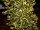 Großblättriger Ilex Golden King Ilex altaclerensis  Golden King 30-40 cm, Strauch im Container oder balliert