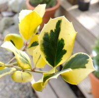 Großblättrige Stechpalme Golden King - Ilex...