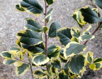 Großblättrige Stechpalme Golden King - Ilex altaclerensis Golden King Stämmchen, Stammhöhe 80 cm, Krone mehrjährig, im 5-Liter Container