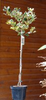 Großblättrige Stechpalme Golden King - Ilex altaclerensis Golden King Stämmchen, Stammhöhe 80 cm, Krone mehrjährig, im 5-Liter Container