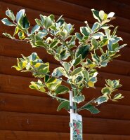 Großblättrige Stechpalme Golden King - Ilex altaclerensis Golden King Stämmchen, Stammhöhe 80 cm, Krone mehrjährig, im 5-Liter Container