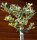 Großblättrige Stechpalme Golden King - Ilex altaclerensis Golden King Stämmchen, Stammhöhe 80 cm, Krone mehrjährig, im 5-Liter Container