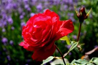 Edelrose Grande Amore® leuchtendes Rot, gefüllt